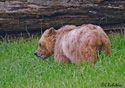 Ursus arctos